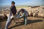 آغاز واکسیناسیون و ایمن سازی دام‌های روستاهای زلزله‌زده بخش قطور در شهرستان خوی علیه بیماری های دامی